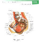 Sobotta  Atlas of Human Anatomy  Trunk, Viscera,Lower Limb Volume2 2006, page 232